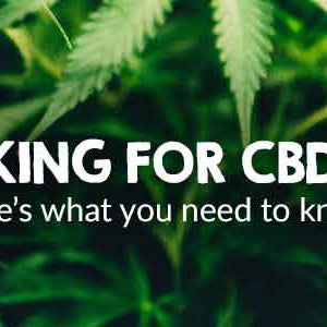 Looking for CBD oil?