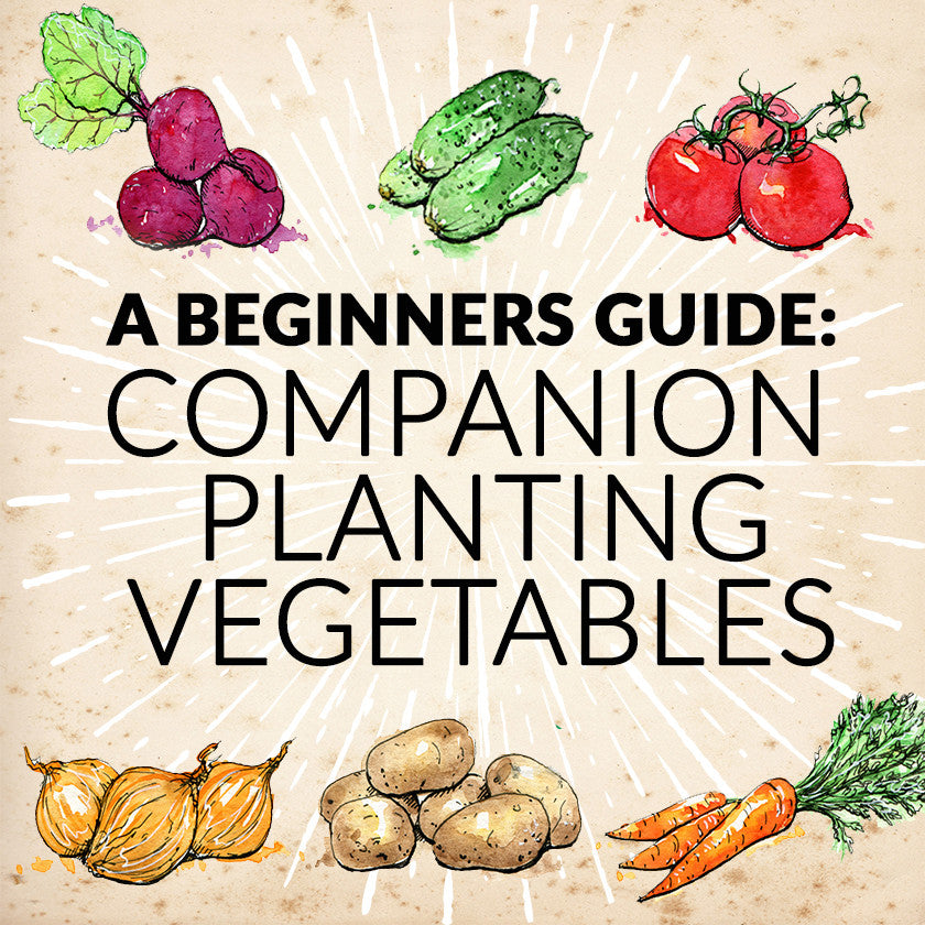 Beginners Guide: Companion Planting Vegetables