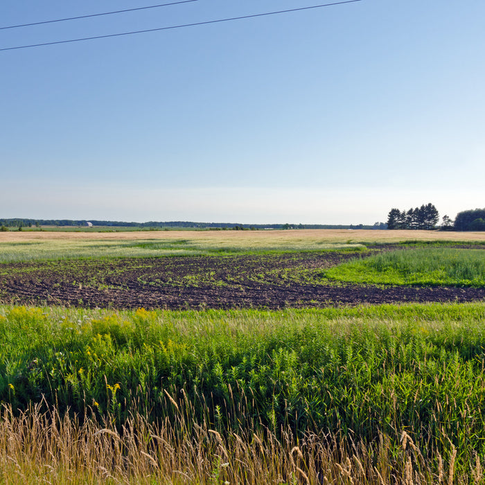 News from the Goodness Me! Organic Farm