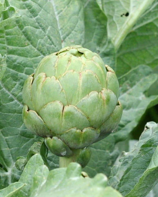 West Coast Seeds - Organic Imperial Star Artichoke
