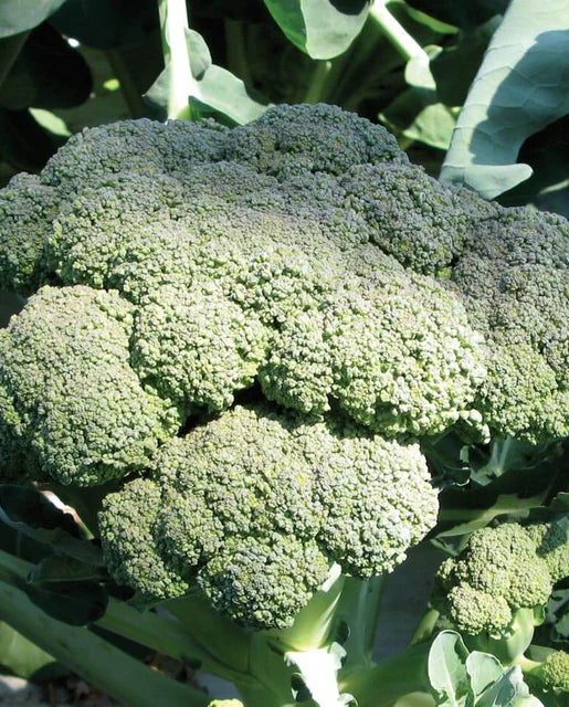 West Coast Seeds - Organic Calabrese
