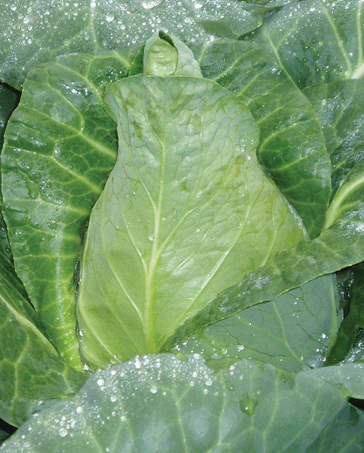 West Coast Seeds - Organic Caraflex Coated