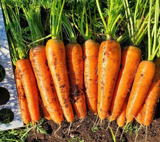 West Coast Seeds - Organic Caravel