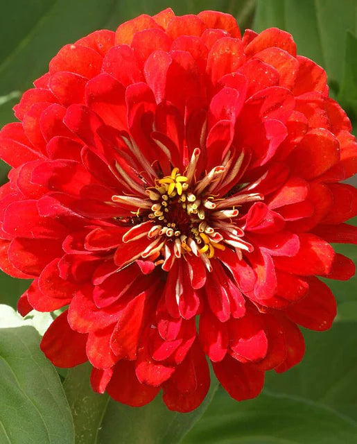 West Coast Seeds - Cherry Queen