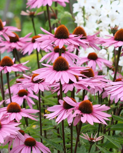 West Coast Seeds - Coneflowers Purple