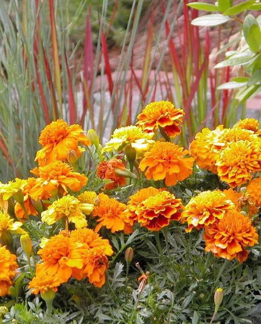 West Coast Seeds - Brocade