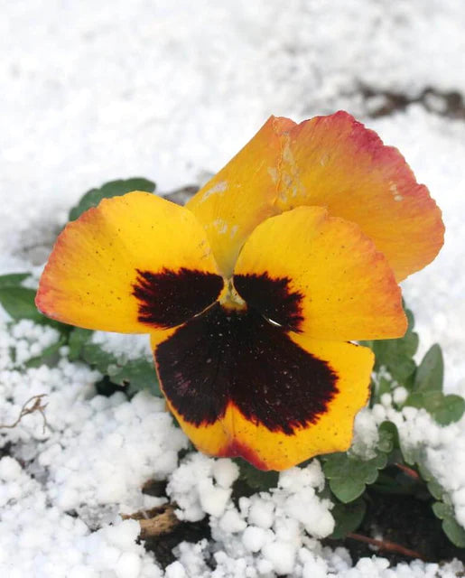 West Coast Seeds - Swiss Giants Mix