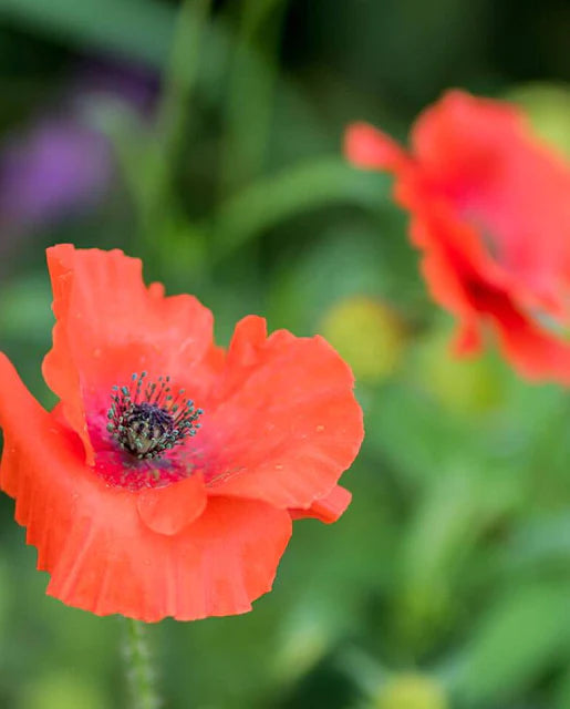 West Coast Seeds - Flanders Poppy