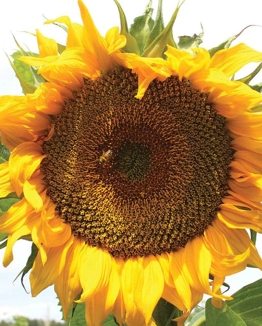 West Coast Seeds - Organic Taiyo