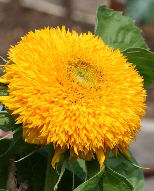 West Coast Seeds - Teddy Bear