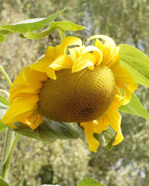 West Coast Seeds - Giganteus