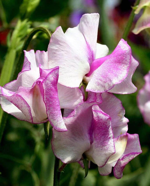 West Coast Seeds - Old Spice Blend