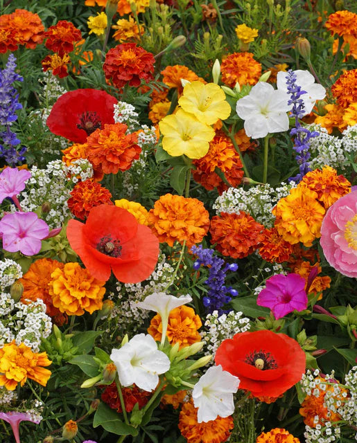 West Coast Seeds - Deer Resistant Mix