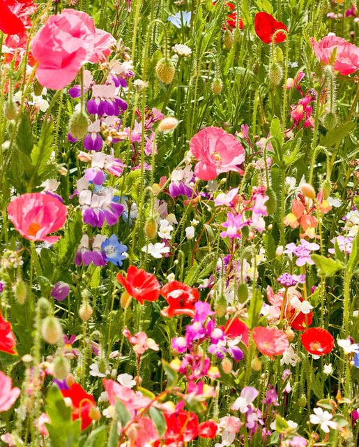 West Coast Seeds - Partial Shade Mix