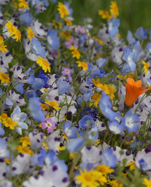 West Coast Seeds - Alternative Lawn Mix