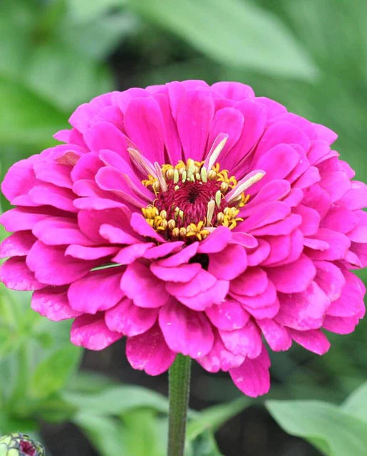 West Coast Seeds - California Giants Mix