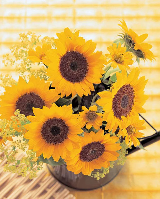 West Coast Seeds - Sunrich Orange