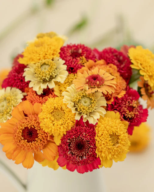 West Coast Seeds - Cupcake Zinnia Blend