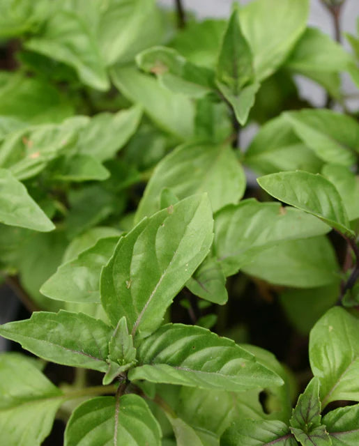 West Coast Seeds - Organic Cinnamon