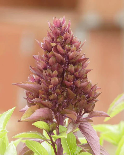 West Coast Seeds - Organic Cardinal