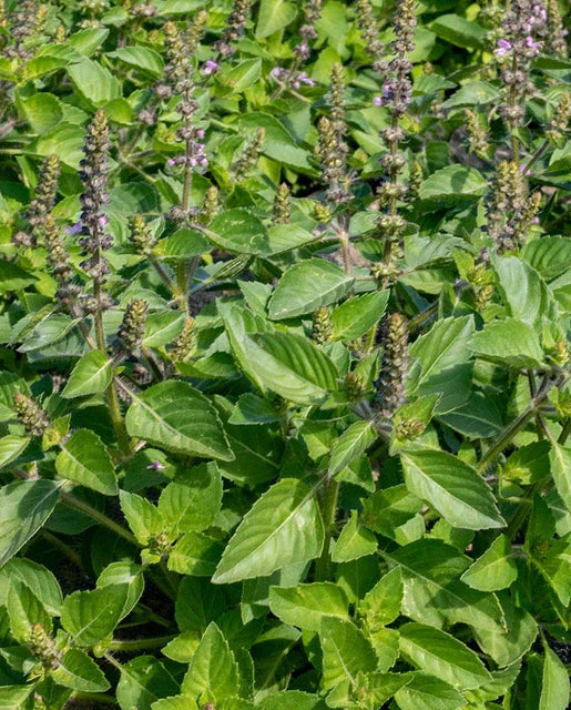West Coast Seeds - Organic Holy Basil