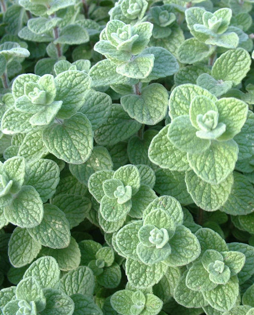 West Coast Seeds - Organic Zaatar Oregano