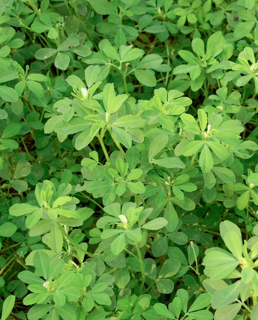 West Coast Seeds - Organic Fenugreek