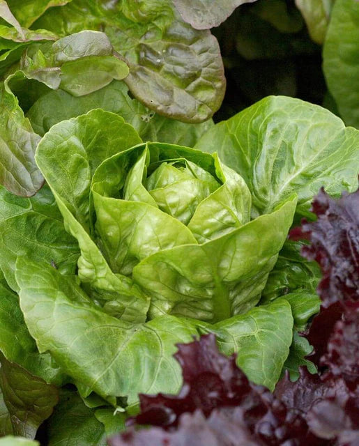 West Coast Seeds - Organic Spretnak