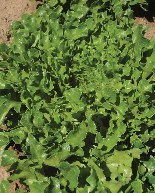 West Coast Seeds - Organic Hampton Eazy Leaf