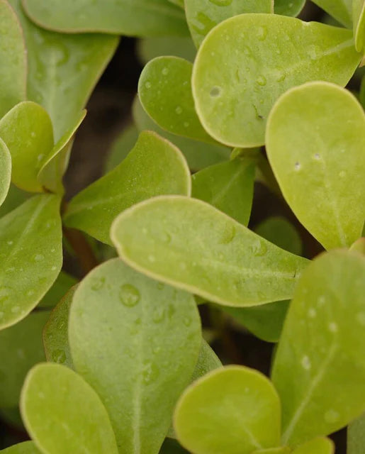 West Coast Seeds - Organic Purslane Tall Green