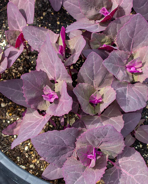 West Coast Seeds - Organic Red Orache