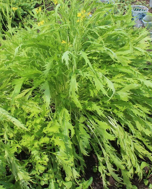West Coast Seeds - Organic Mizuna
