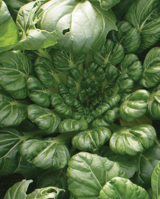 West Coast Seeds - Organic Tah Tsai