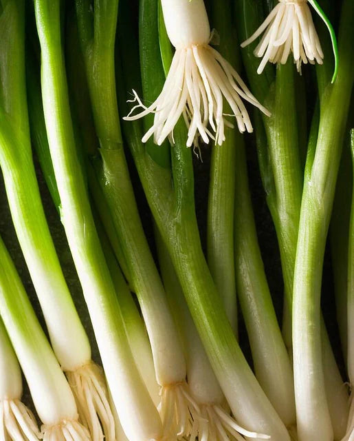 West Coast Seeds - Organic Parade Coated