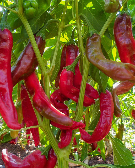 West Coast Seeds - Organic Paprik