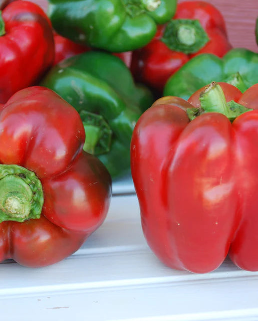 West Coast Seeds - Organic King of the North