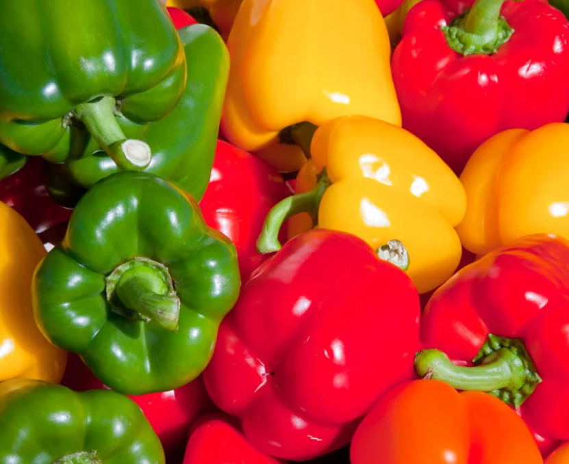 Freeman Organic Herbs - Pepper - California Wonder Bell, 4.5"