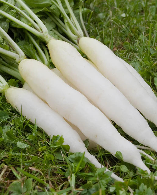 West Coast Seeds - Organic White Icicle