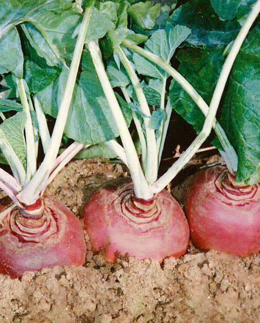 West Coast Seeds - Organic Helenor Coated