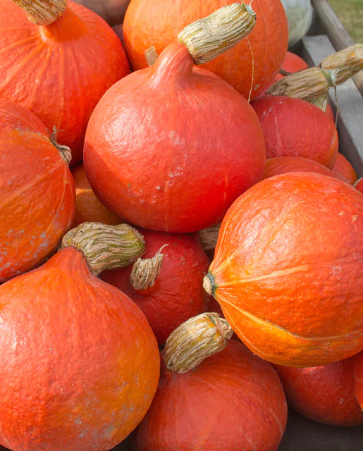 West Coast Seeds - Organic Uchiki Red Kuri