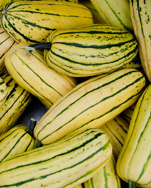 West Coast Seeds - Organic Honey Boat