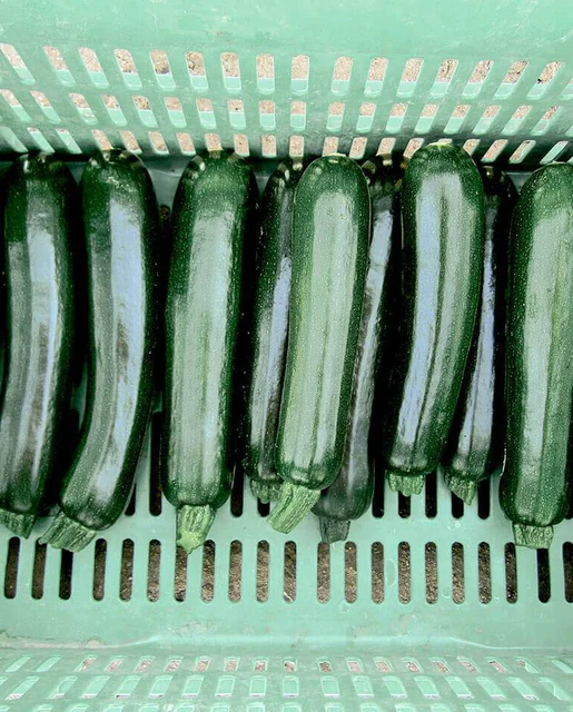 West Coast Seeds - Organic Desert