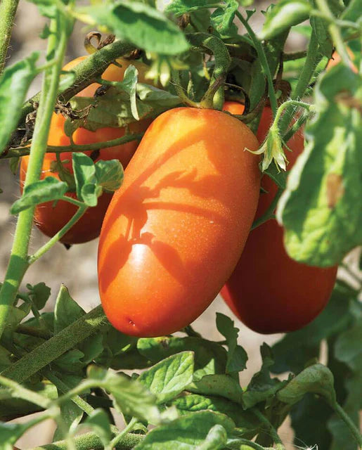 West Coast Seeds - Organic San Marzano Lampadina 2