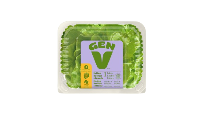 Gen V - Lettuce - Living Butter, Each
