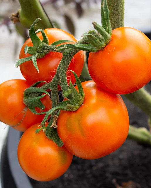 West Coast Seeds - Organic Old German