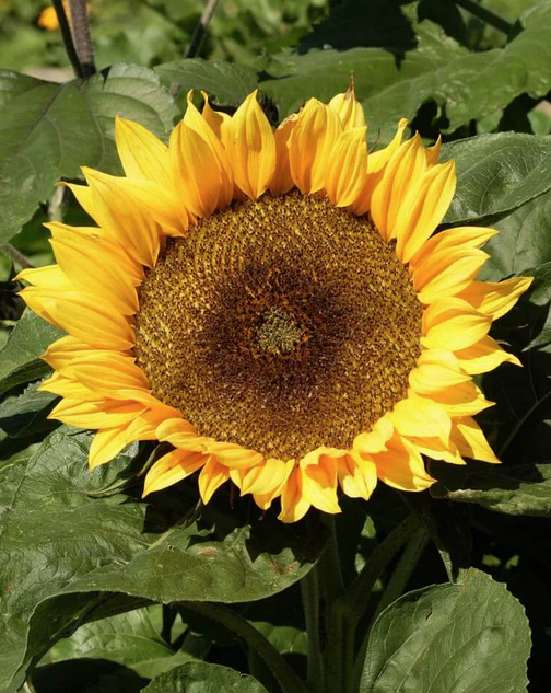 West Coast Seeds - Dwarf Sunspot, 1 g