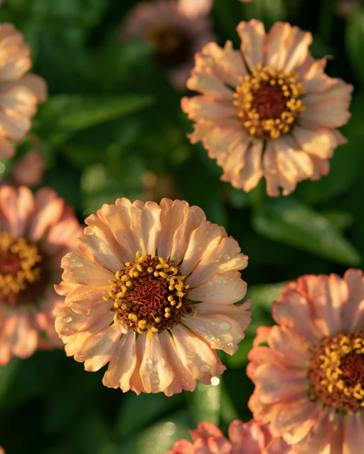 West Coast Seeds - Zinderella Peach, 20 Seeds