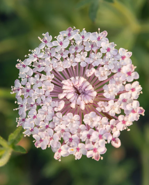 West Coast Seeds - Lace Pink, 0.25 g