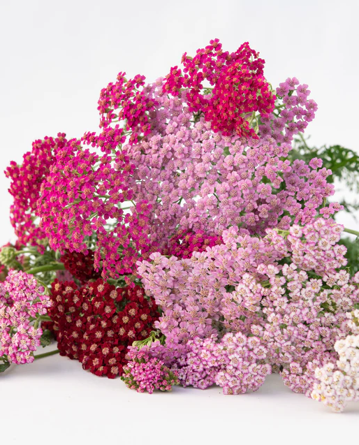 West Coast Seeds - Flowerburst Fruit Bowl, 100 Seeds