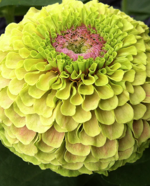 West Coast Seeds - Queeny Lime with Blotch, 25 Seeds